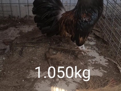 Butcher 1.050kg
