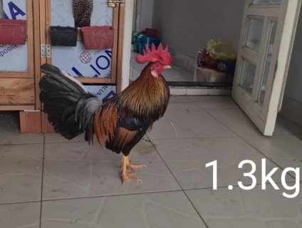 Gà đá tiền 1.3kg