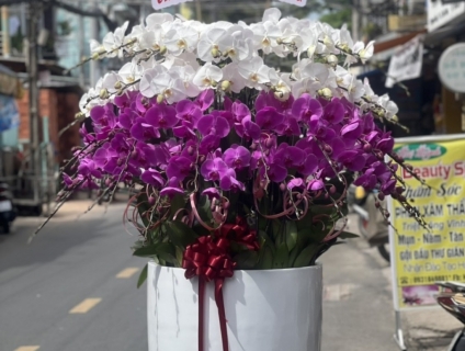 Shop Lan Hồ Điệp TPHCM chuyên cung cấp Lan Apollo chất số 1 thị trường