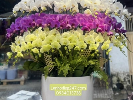 Những chậu Lan Hồ Điệp cao cấp đẹp nhất tại Shop hoa lan 24/7 TPHCM