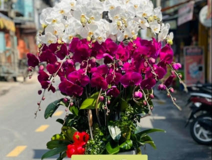 Đặt mua Lan Hồ Điệp cao cấp nhất tại TPHCM tại Hoa Tươi 247 Sài Gòn