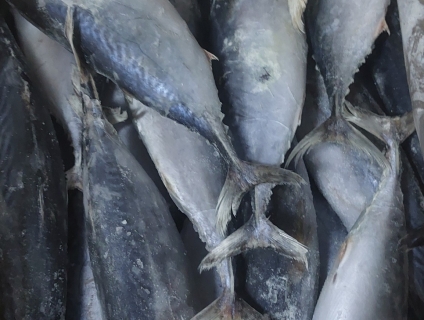 Cá ngừ hoa lép size 200-600gr/con giá ổn định