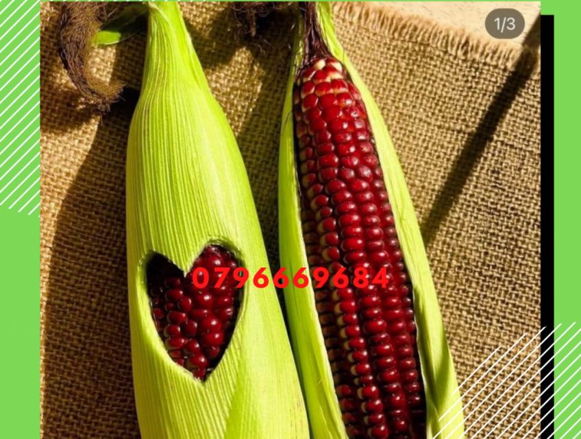 hạt giống bắp nữ hoàng đỏ