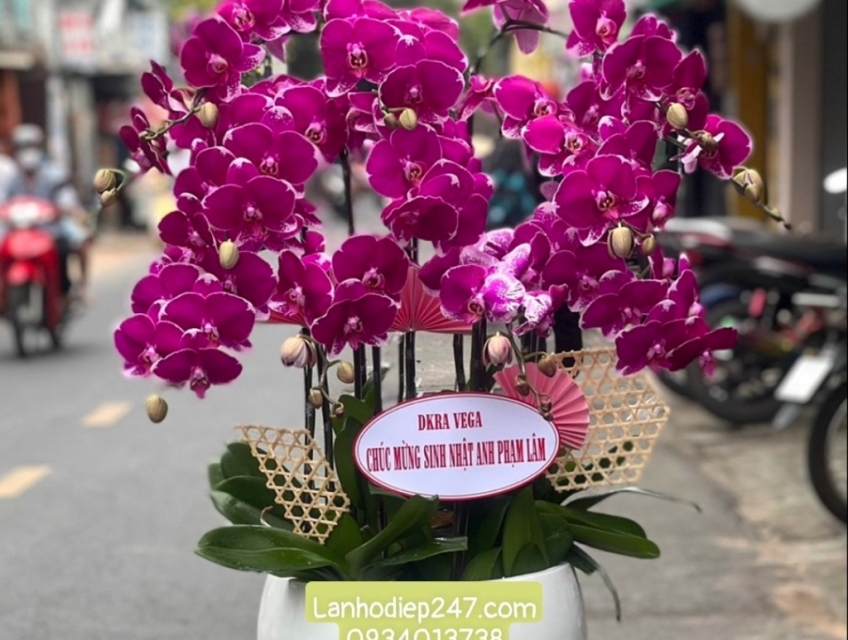 Mua lan hồ điệp đẹp tại tphcm nhớ gọi Hoa Tươi 247 Sài Gòn Freeship