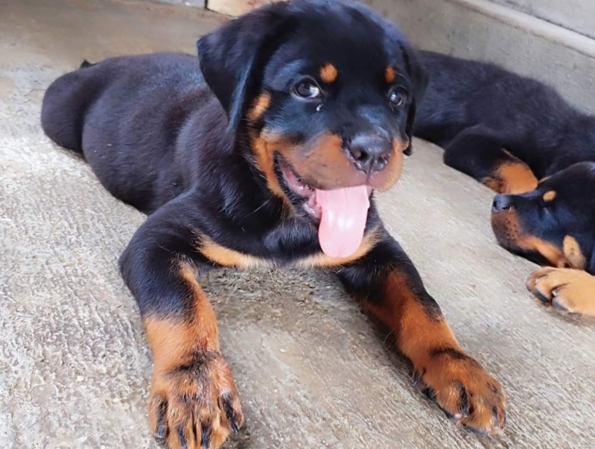 Bán chó Rottweiler dòng Đại.