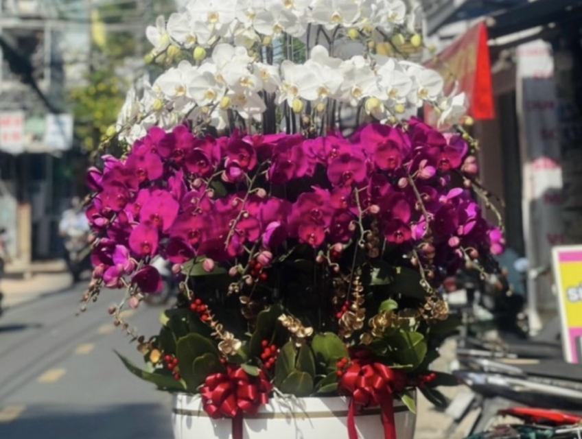 Shop hoa lan hồ điệp đẹp tphcm chuyên bán lan Apollo cao cấp nhất