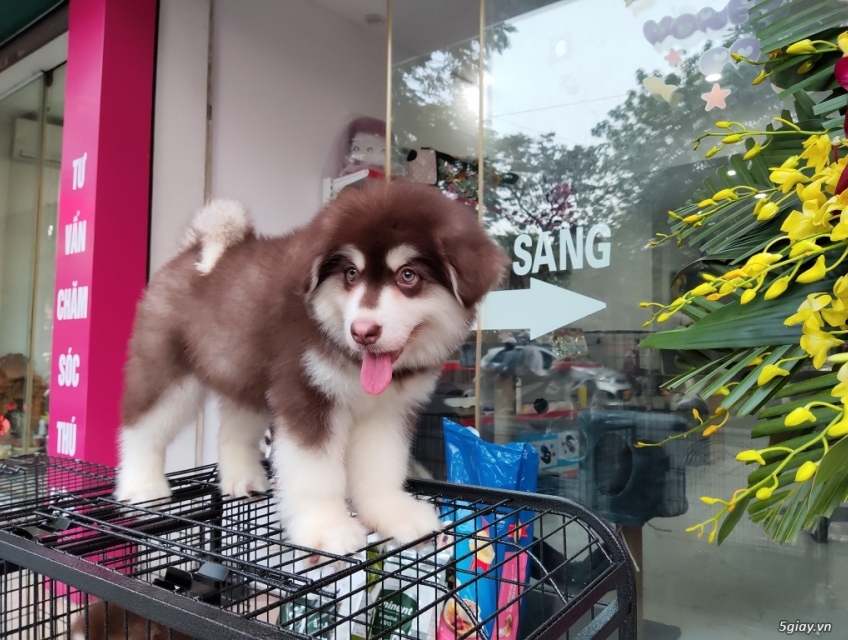Còn 2 bé Alaska nâu đỏ siêu