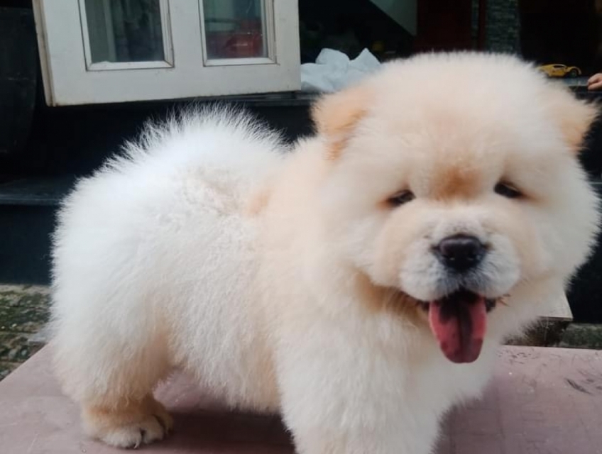 Chowchow đốm lưỡi ngoan ngoãn