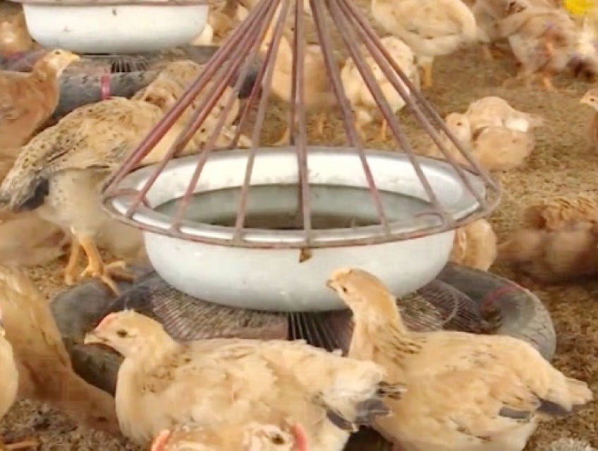 Bệnh cầu trùng trên gà