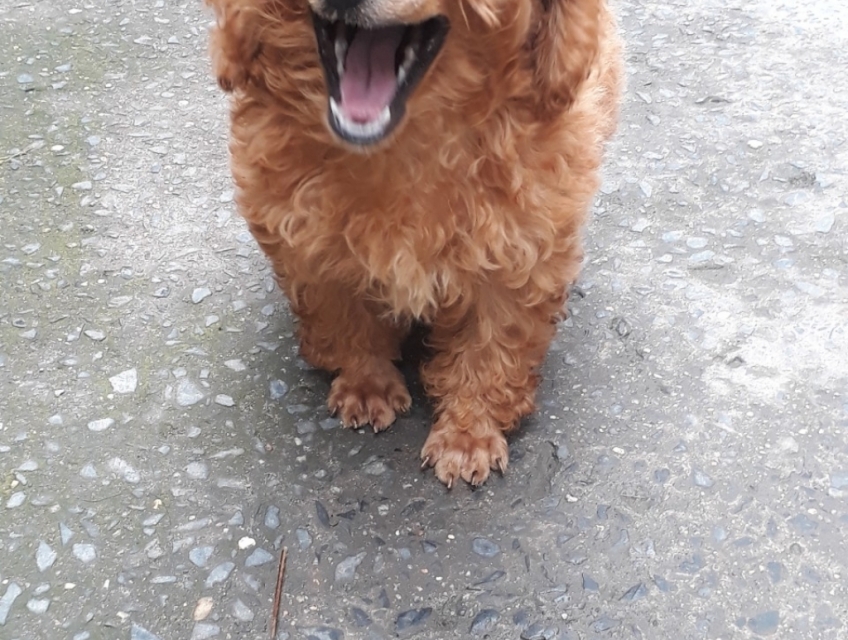 chó poodle đẹp giá rẻ bút đồ