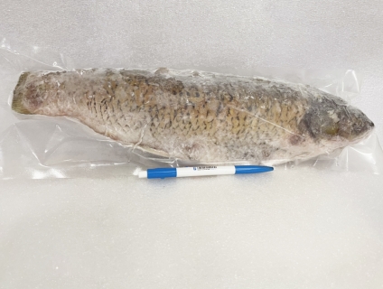 Cá trắm cỏ làm sạch sẵn kho số lượng lớn cần đầu ra