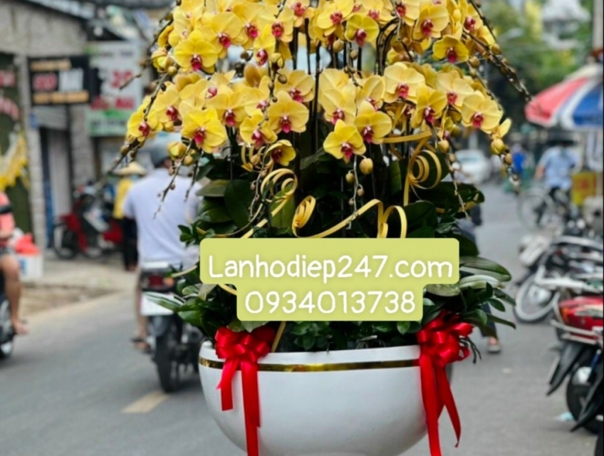 Shop hoa bán lan hồ điệp đẹp uy tín hút khách nhất tphcm - Hoatuoi247