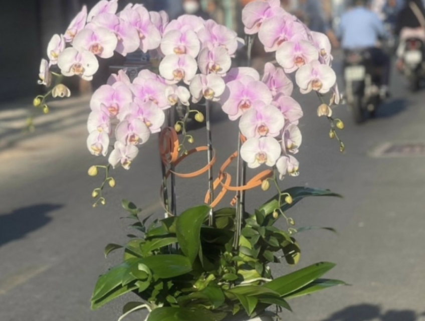 Điện hoa tươi sai gon 24/7 uy tín nhanh lẹ chuyên Lan Hồ Điệp Apollo