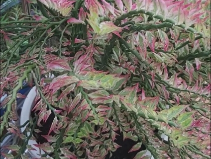 Nhánh giống cây Hồng Tước San Hô