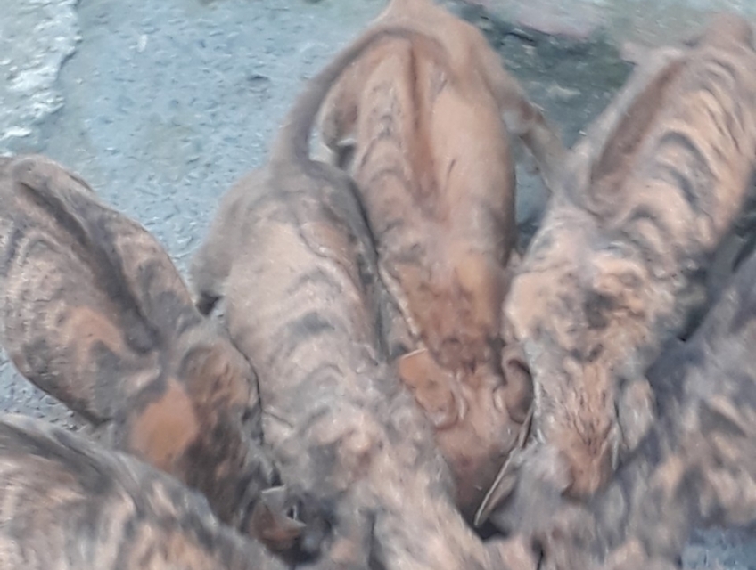 bầy chó con phú quốc vện đẹp giá rẻ