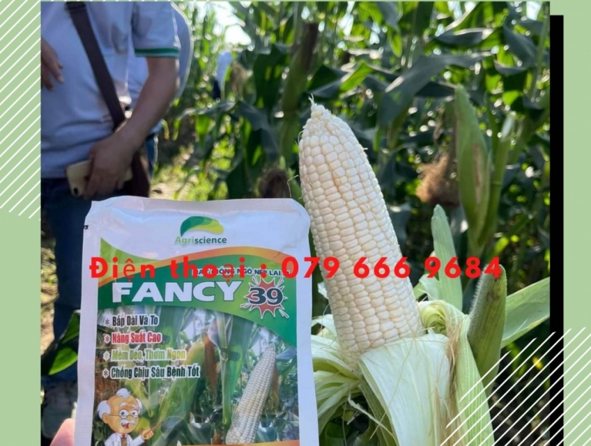 Hạt giống ngô nếp lai Thái Lan Fancy 39