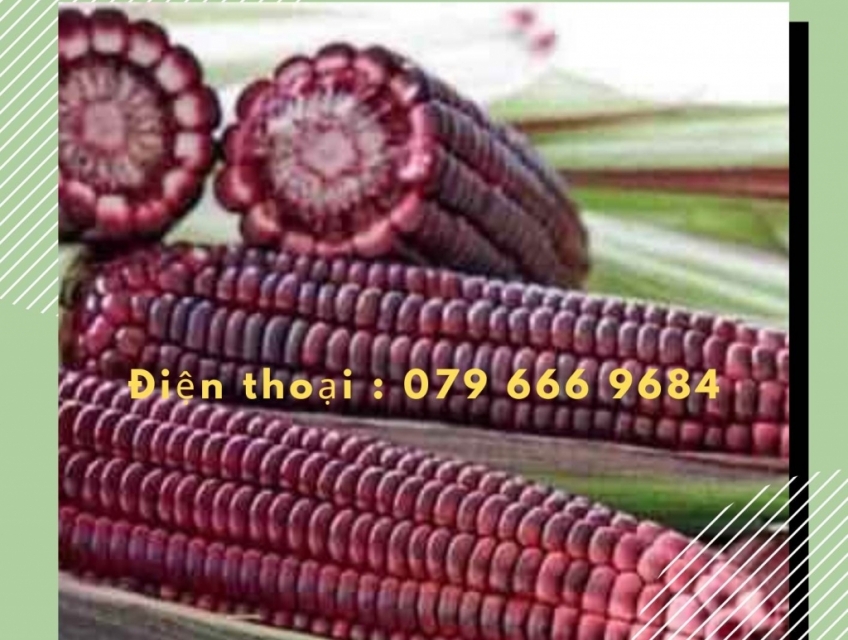 Hạt giống ngô nếp tím lai F1 Fancy 111