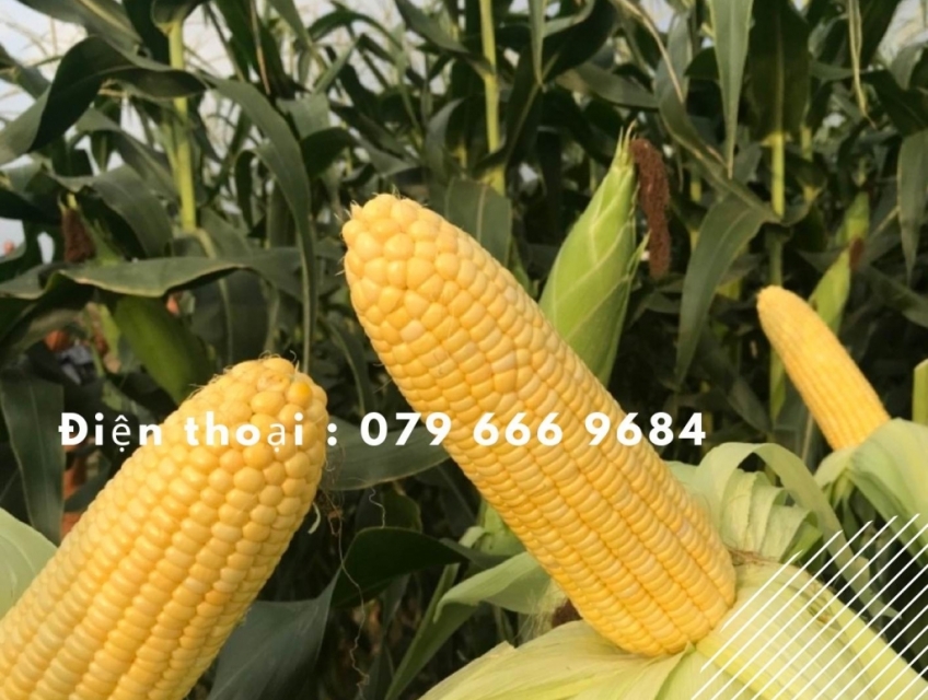 Hạt giống ngô ngọt lai F1 Hi-Brix 58