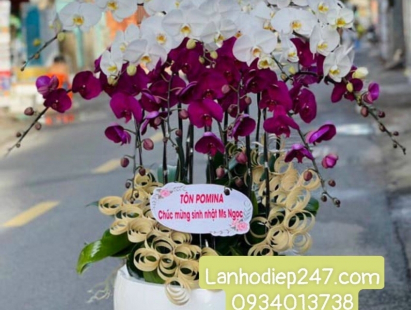 Những chậu Lan Hồ Điệp chưng Tết đẹp rực rỡ nhất tại Hoa Tươi 247 HCM