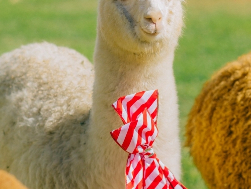 Một siêu phẩm đã ra mắt tại Puppy Farm Đà Lạt