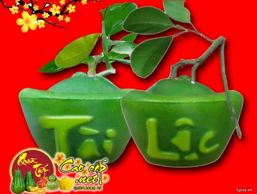 Bưởi Thỏi Vàng Tài Lộc chưng Tết thu hút Tài Lộc