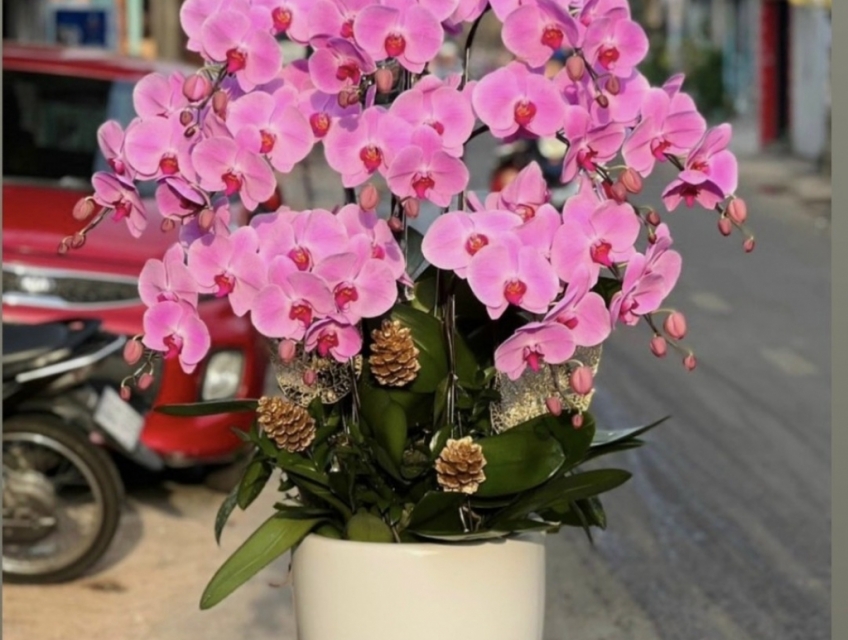Shop hoa lan đẹp nhất tphcm chuyên Lan Hồ Điệp Apollo cao cấp Freeship