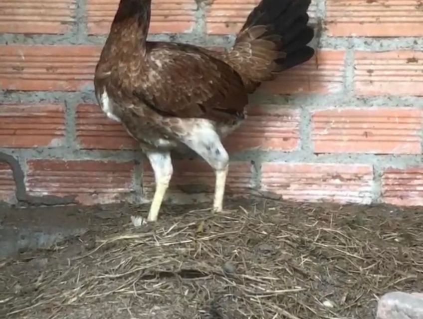 Mái nòi asil/mỹ chuẩn nọc không máu việt