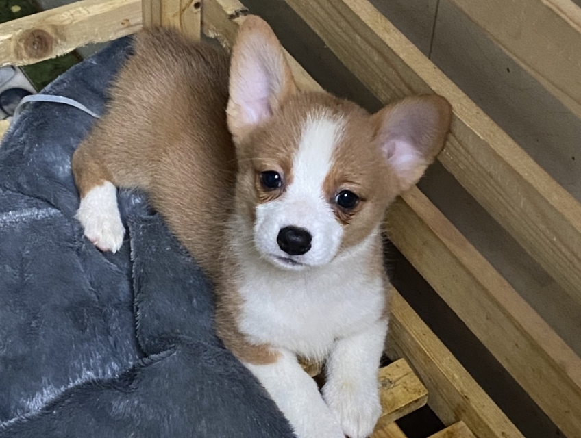 Corgi dễ cưng cá nhỏ - ngon lành cành đào