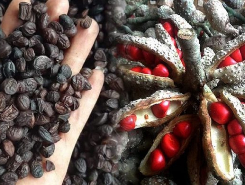 Khám Phá Hạt Dổi Rừng : Nguồn Dinh Dưỡng Tự Nhiên Cho Sức Khỏe