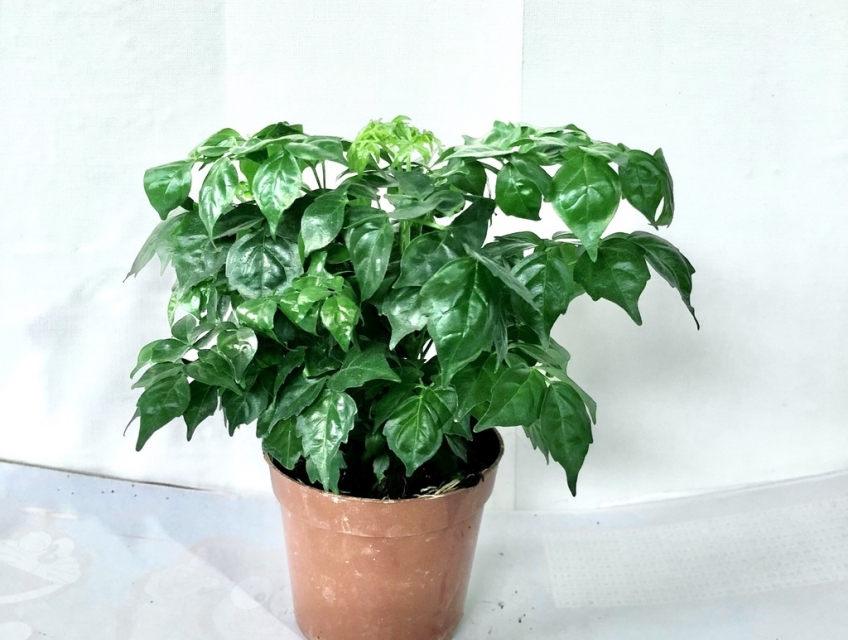 Cây cảnh mini để bàn làm việc mang lại may mắn, tài lộc