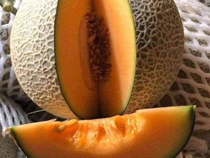 Cung cấp dưa lưới giá sỉ