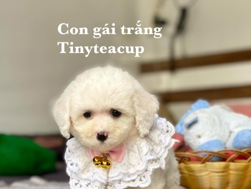 Poodle teacup bò xám siêu iu