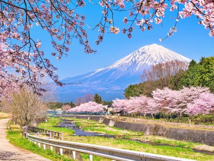 Du lịch vào mùa hoa anh đào