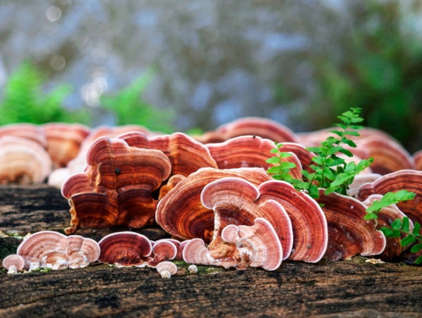Những tác dụng nấm linh chi mà có thể bạn chưa