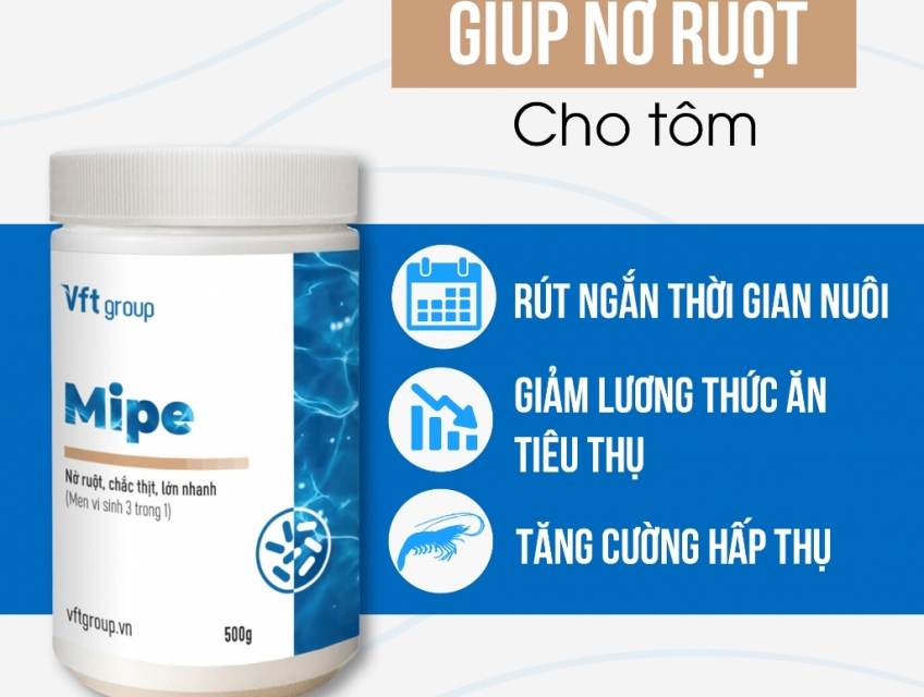 Men tiêu hóa vi sinh Mipe cho tôm chắc thịt nở ruột