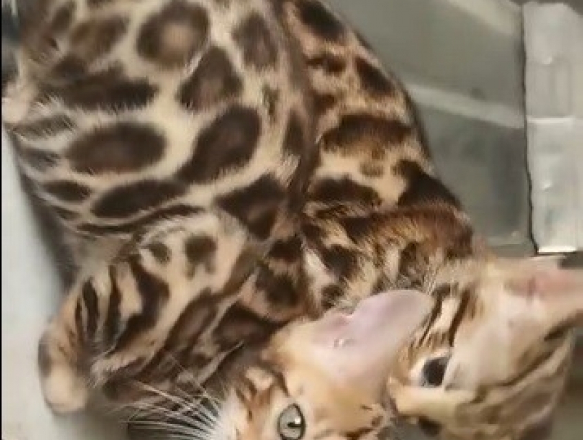 Mèo bengal thuần chủng và Bengal F1