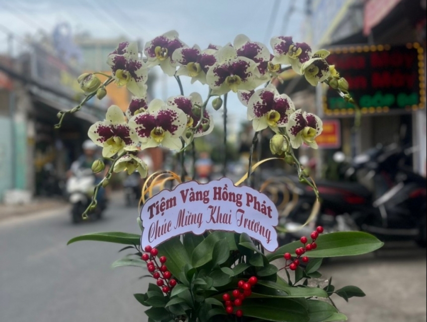Đặt hoa lan hô điệp ở đâu đẹp nhất tại tphcm - Hoa Tươi 247 Sài Gòn