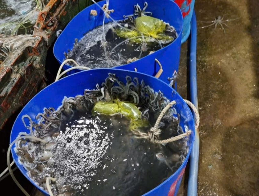 Chuyên bỏ sỉ bạch tuộc sống toàn quốc