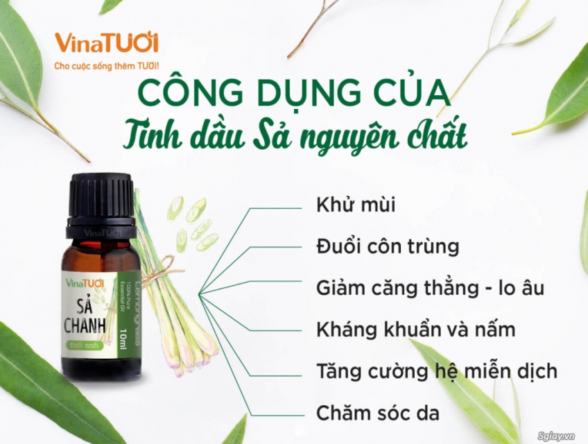 Lợi ích của tinh dầu sả trong việc làm sạch không khí