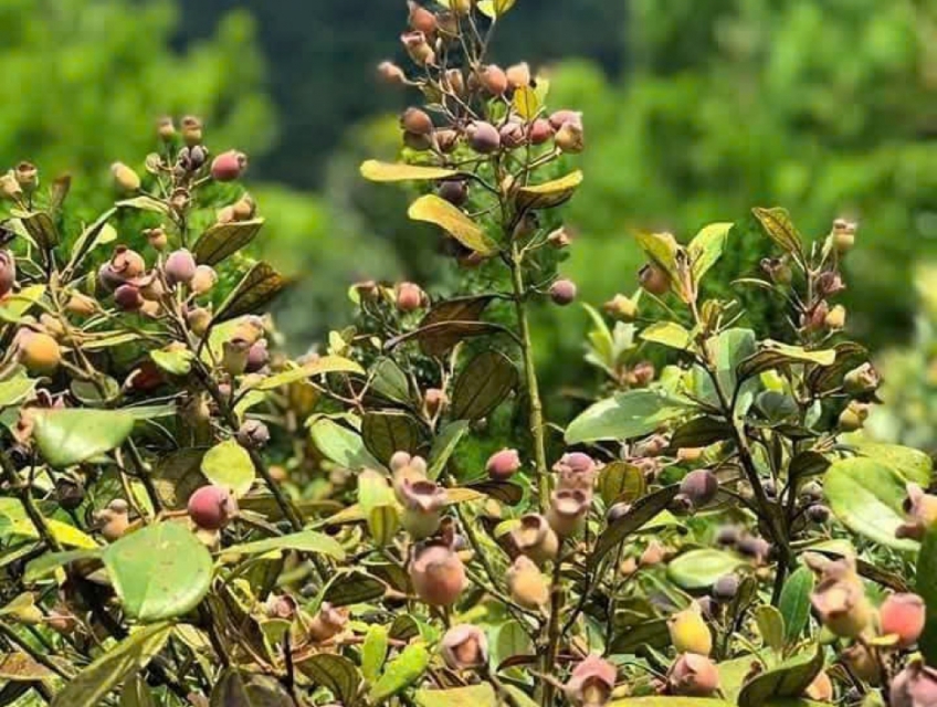 Sản Phẩm Biếu Tết Đặc sản Phú Quốc