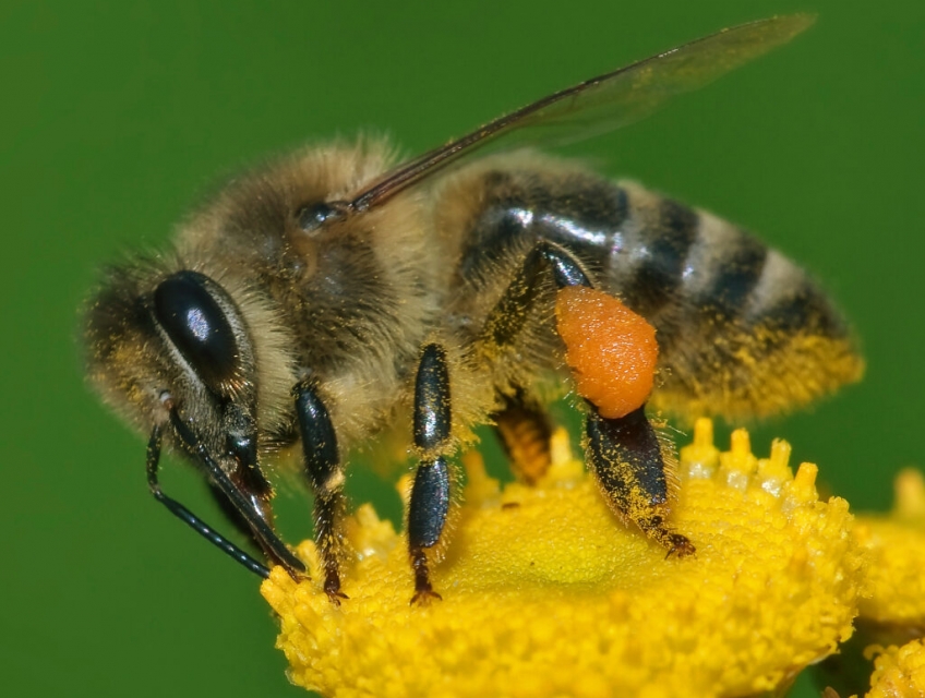 Khám phá Vòng Đời và Giá Trị Kinh Tế của Loài Ong