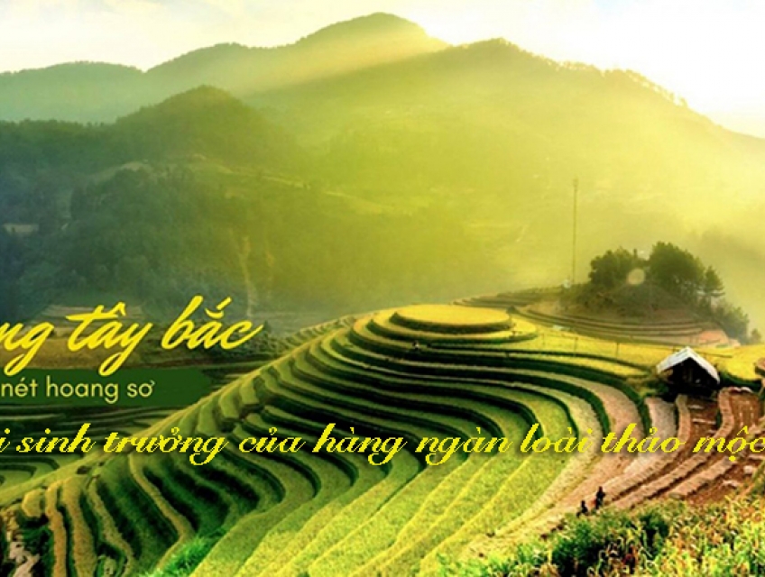 Sản phẩm Thảo mộc, Thảo dược