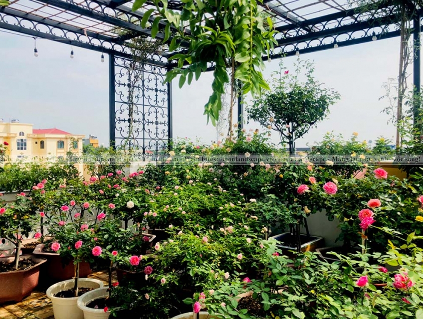 Tư vấn giúp em bộ tưới cây, tưới nước tự động hẹn giờ với