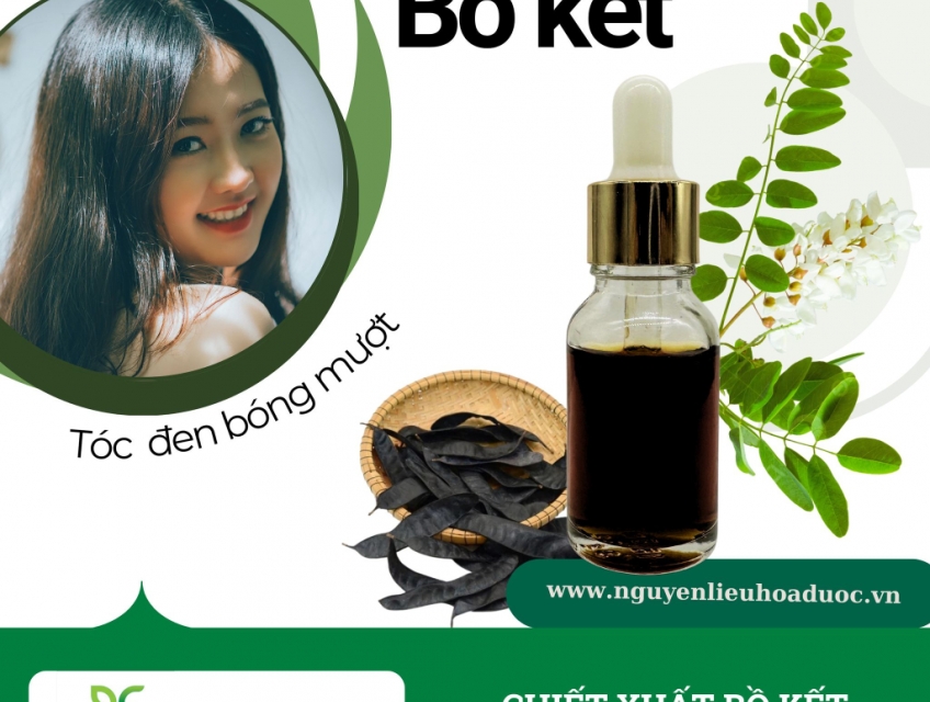 Chiết xuất bồ kết - Bí quyết tóc đen óng mượt