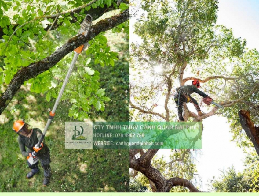 DỊCH VỤ CẮT TỈA VÀ ĐỐN HẠ CÂY XANH TẠI ĐỒNG NAI